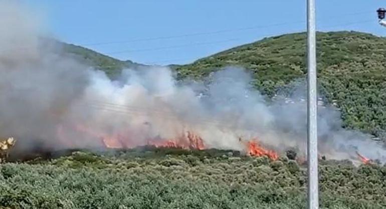 Gemlikte zeytinlikte korkutan yangın