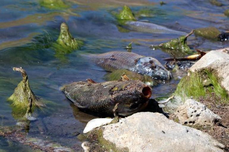 Vanda yüzlerce ölü balık kıyıya vurmuştu Nedeni belli oldu