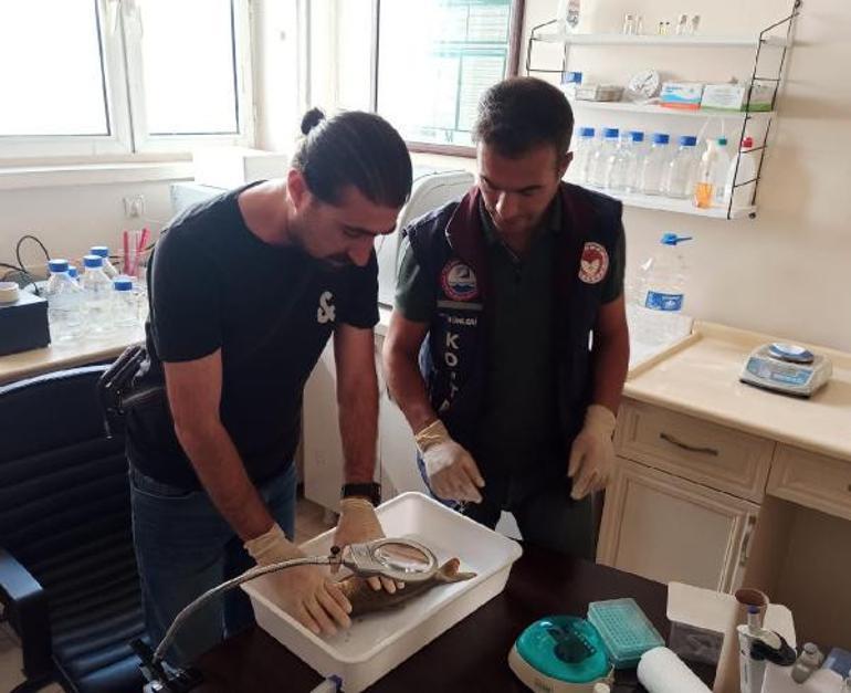 Vanda yüzlerce ölü balık kıyıya vurmuştu Nedeni belli oldu