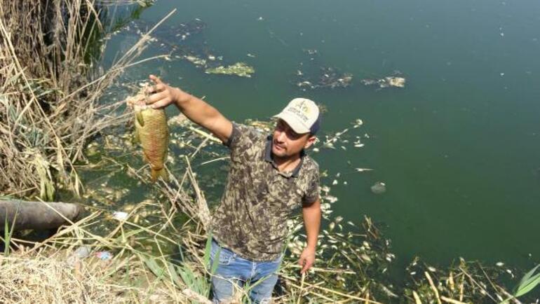 Büyük Menderes Nehrindeki balık ölümlerinin nedeni belli oldu