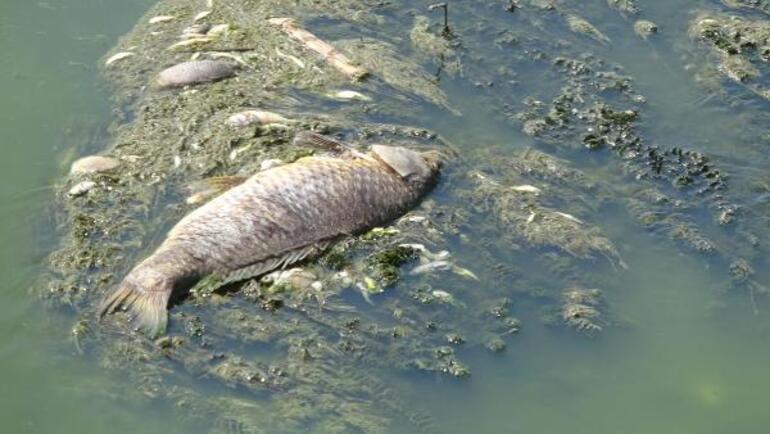 Büyük Menderes Nehrindeki balık ölümlerinin nedeni belli oldu