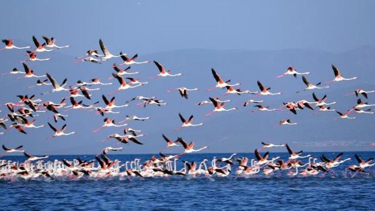 Kuraklık vurdu, kuşlar göç etti İlk kez böyle bir durumla karşılaştık