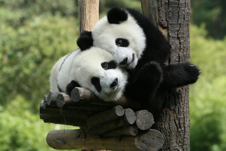 Amazing solutions for panda libido