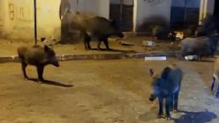 Şehir merkezine inen domuzlara Birader ne var ne yok diye seslendi