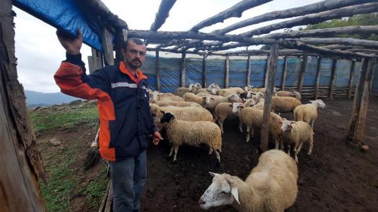 Kastamonuda ayı saldırısı: 25 koyun öldü