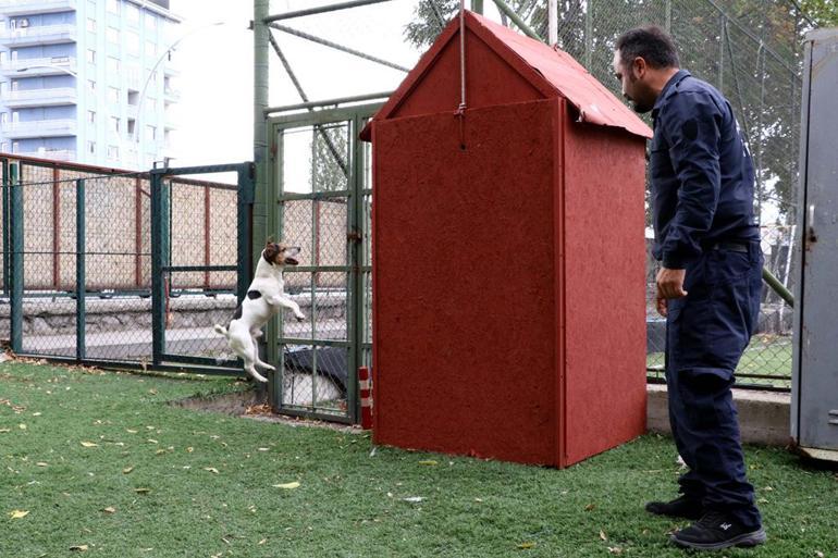 Ankara Haberleri Tutmayin Kucuk Eniste Yi Yerel Haberler
