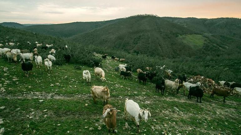 Şilede yürüyüş şenliği