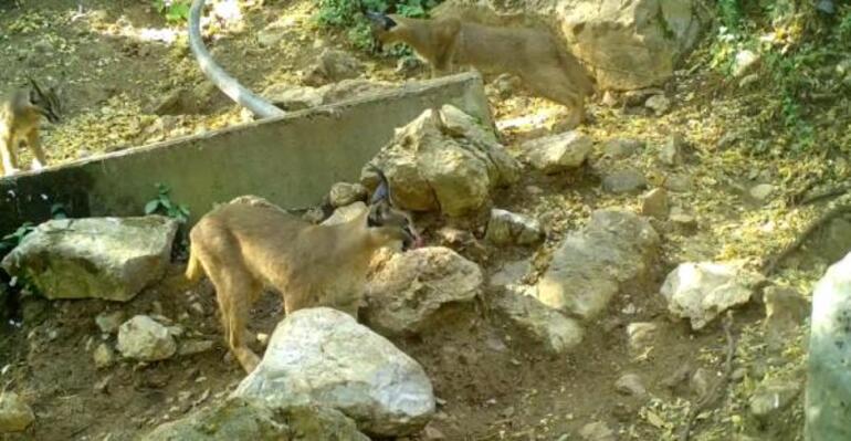 Ormanın hayalet kedisi Antalyada görüntülendi