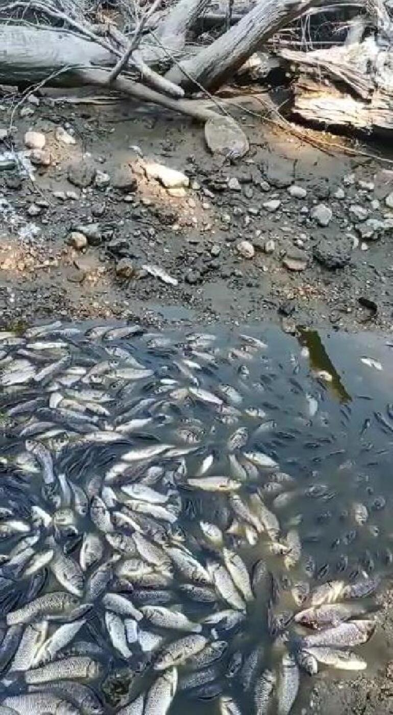 Bursada balık ölümlerine soruşturma
