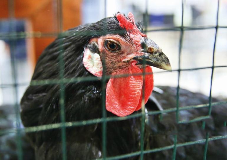 Fleche Ile Hacikadi Tavuklari Akraba Cikti Yalcin Bayer Kose Yazilari