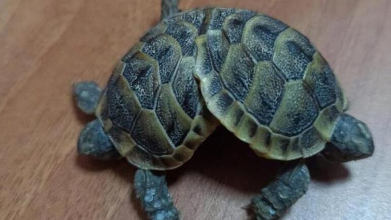 Pamukkalede turist buldu... Çift başlı kaplumbağa şaşkınlık yarattı
