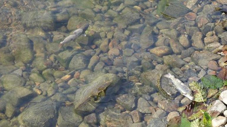 Uzungölde balık ölümleri başladı İnceleme başlatıldı