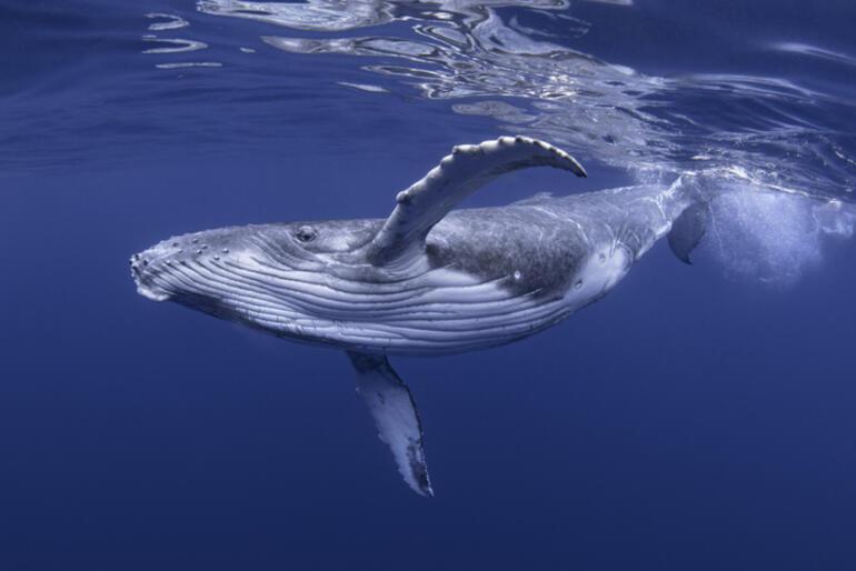Gezegenin balinalara çok ihtiyacı var Peki biz ne yaptık