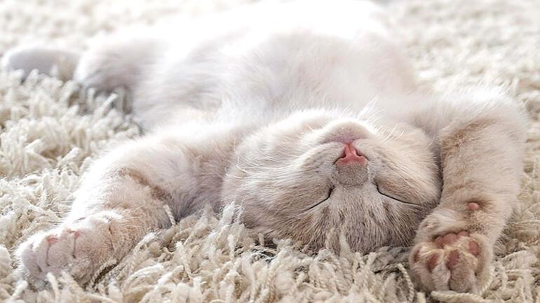 What does the way cats sleep tell us?