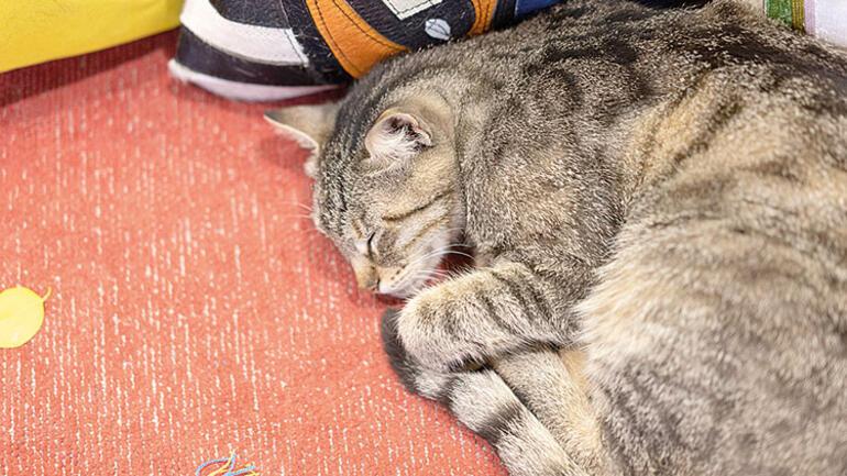 What does the way cats sleep tell us?