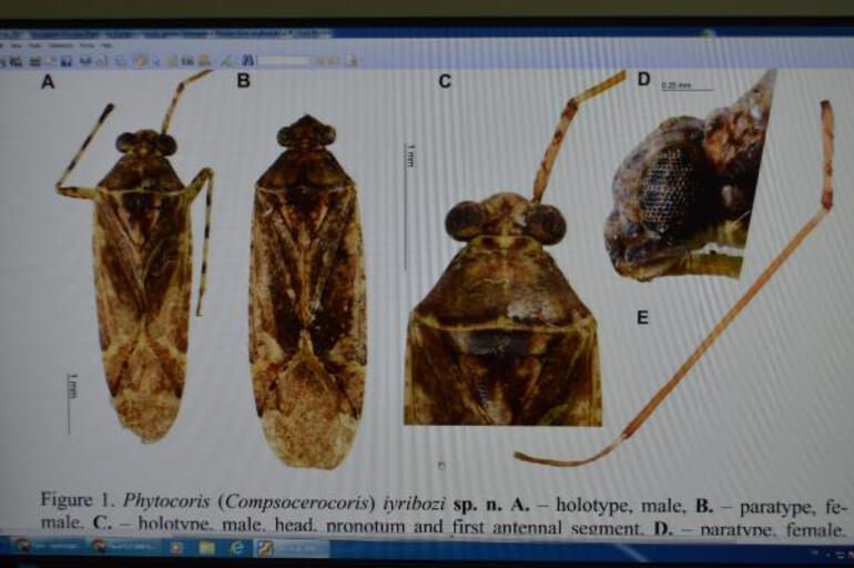 Mardinde yeni böcek türü keşfedildi Eski Bakanın adını verdiler: İşte nedeni