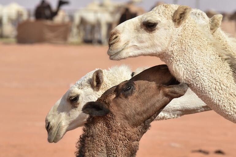Botoks yapılan develer güzellik yarışmasından diskalifiye edildi