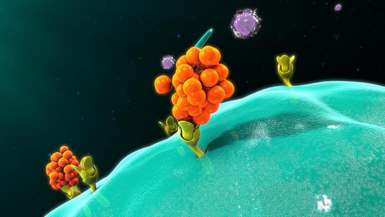 Sizin bağışıklık sisteminiz hangisi General T hücrelerini dengeleme rehberi...