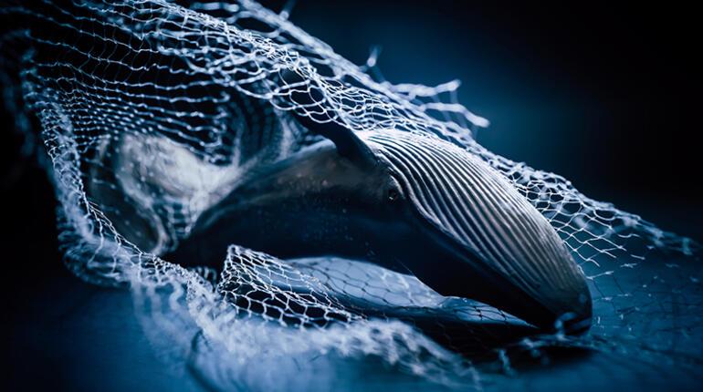 10 yıl sonra gelen mucize doğum Bebek balina neden önemli