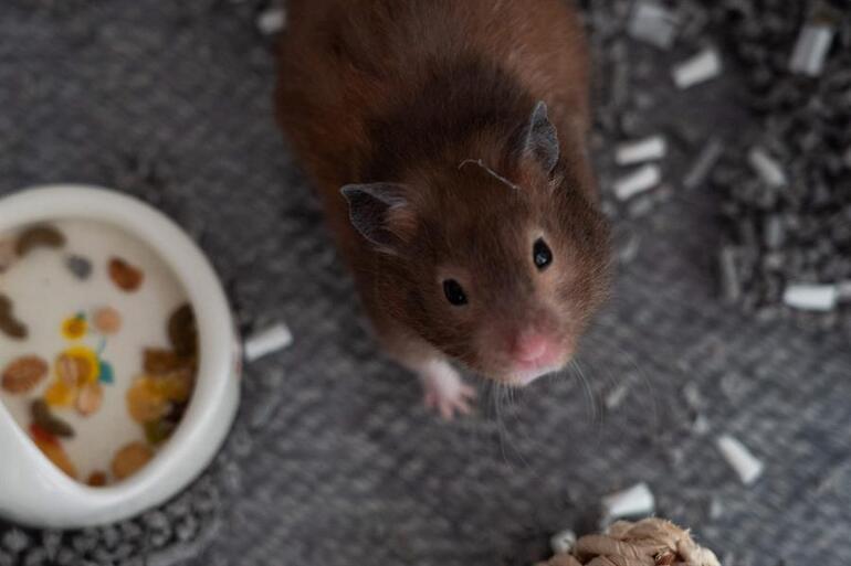 11 hamsterın Kovid testi pozitif çıktı, 2 bin hayvan öldürülecek