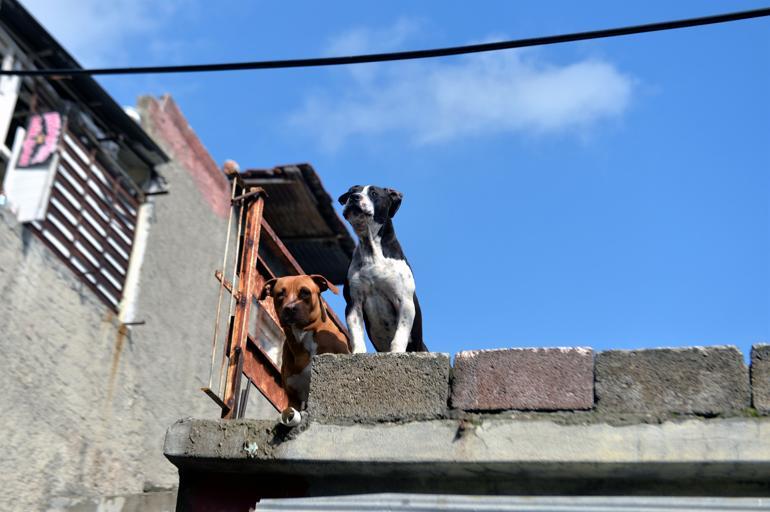 Adanada operasyon Pitbull köpeklerle korunduğu ortaya çıktı