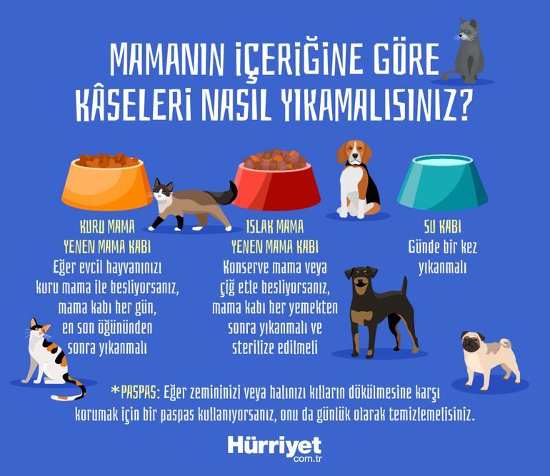 Evcil hayvanınızın mama kâsesindeki tehlike Ne sıklıkla yıkıyorsunuz Evdeki en pis şey olabilir...