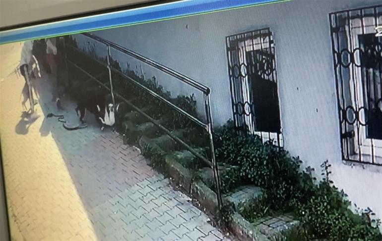 Kağıthanede pitbull dehşeti Köpeğini gezdiren kadın kâbusu yaşadı... Saldırıya uğrayan köpeğini böyle kurtardı
