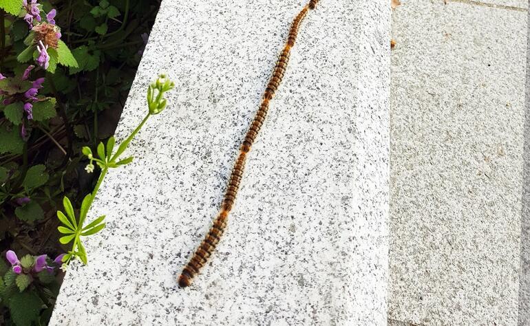 Poisonous caterpillars alert Increase in numbers in the city: They can put you in the hospital, kill your pet