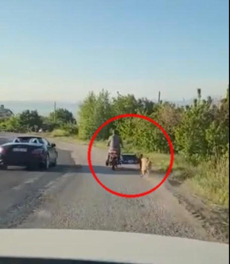 Manisada isyan ettiren görüntü Köpeğini motosikletin arkasına bağlayıp koşturdu