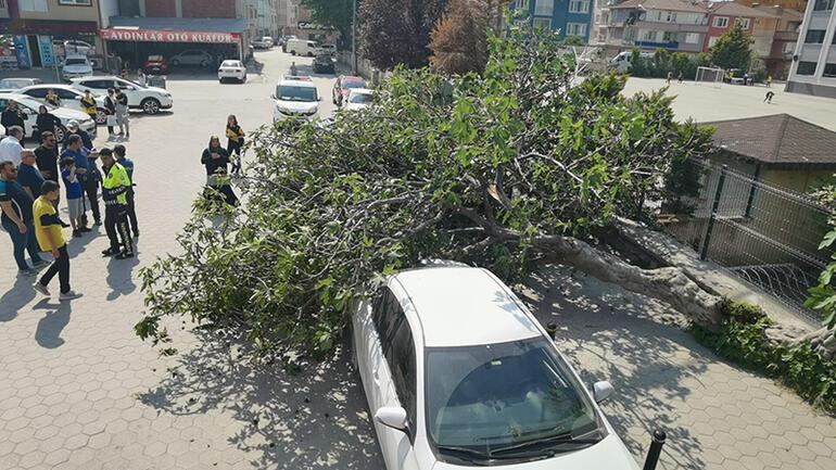 Bursada rüzgar nedeniyle okul girişindeki ağaç devrildi: Bir kadın yaralandı