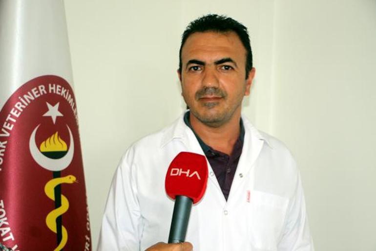 Tedirgin eden olay: Havaların ısınmasıyla çok sayıda yılan görüldü