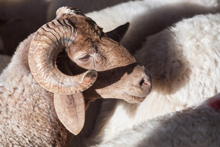 Kurban Bayramı ne zaman, kaç gün kaldı 2022 Bayram tatili kaç gün Diyanet’ten tarih açıklaması