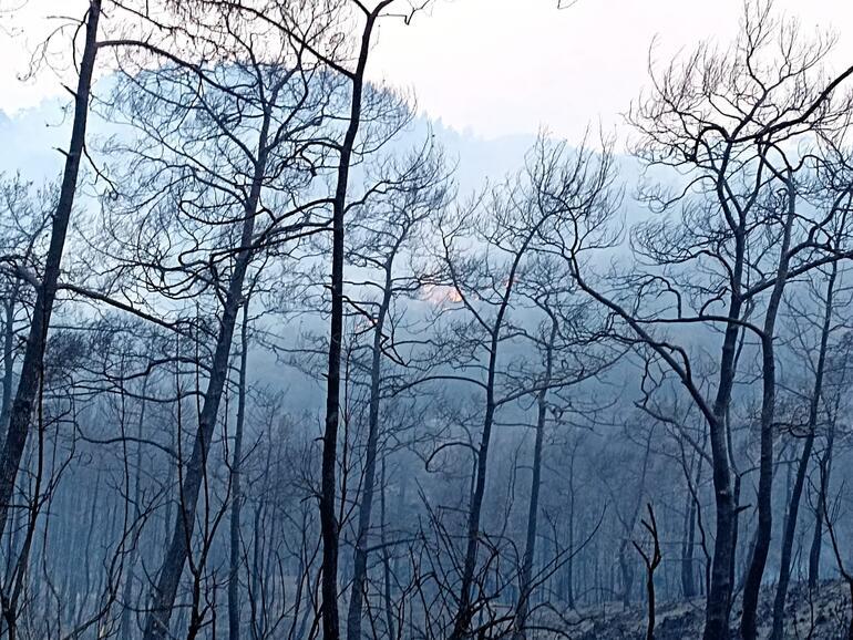 Son dakika: Marmaris’te orman yangını Bakan Kirişci: Büyük ölçüde kontrol altına alındı