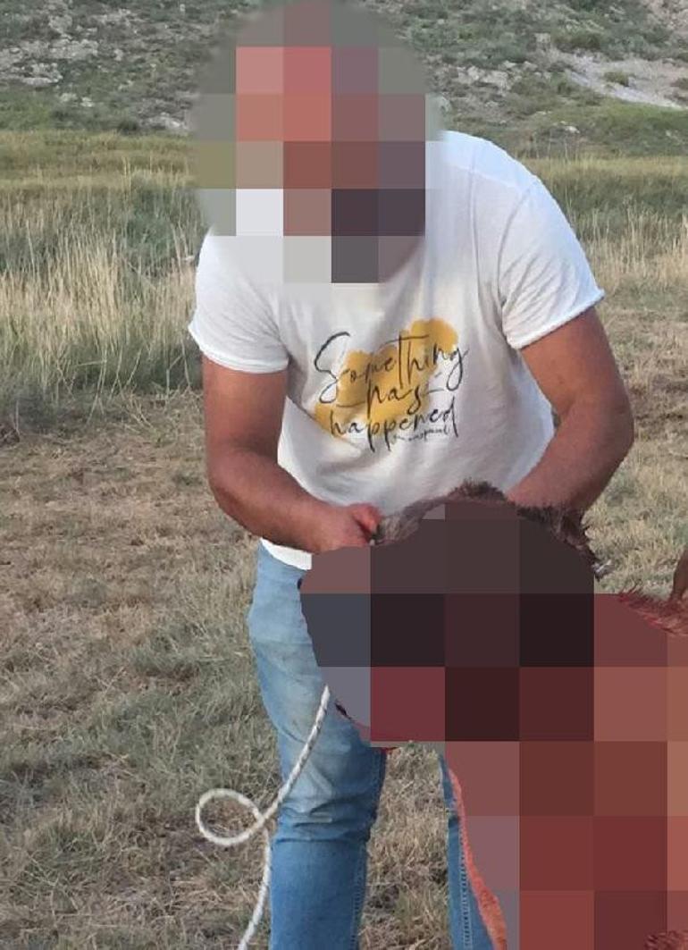 Köpekleri dövüştürüp, sosyal medyada yorumladılar