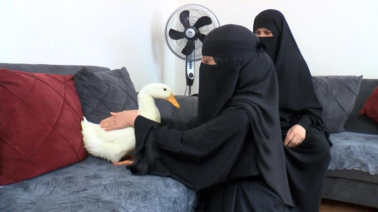 Bahçeşehirde göletteki ördekleri çaldığı iddia edilmişti Komşular rahatsız oldu, bırakmak istedik