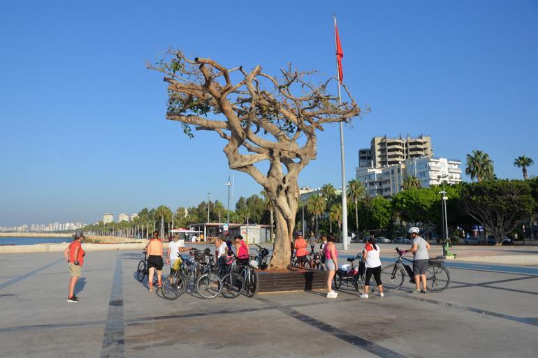 Mersinde yarım asırlık ağacın kurutulmasıyla ilgili daire başkanı ile 2 kişiye gözaltı