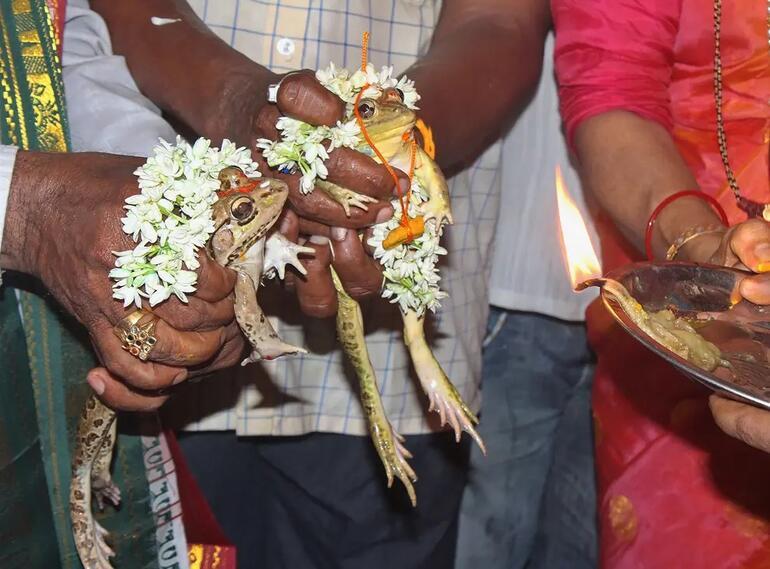 Hindistanda akılalmaz görüntüler... Kurbağaları böyle evlendirdiler
