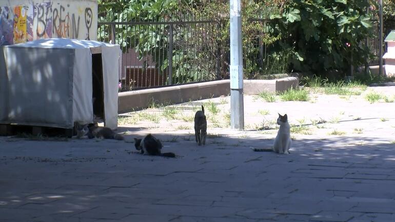 Maltepede sokakta kedi besledikleri için darbedildiler iddiası