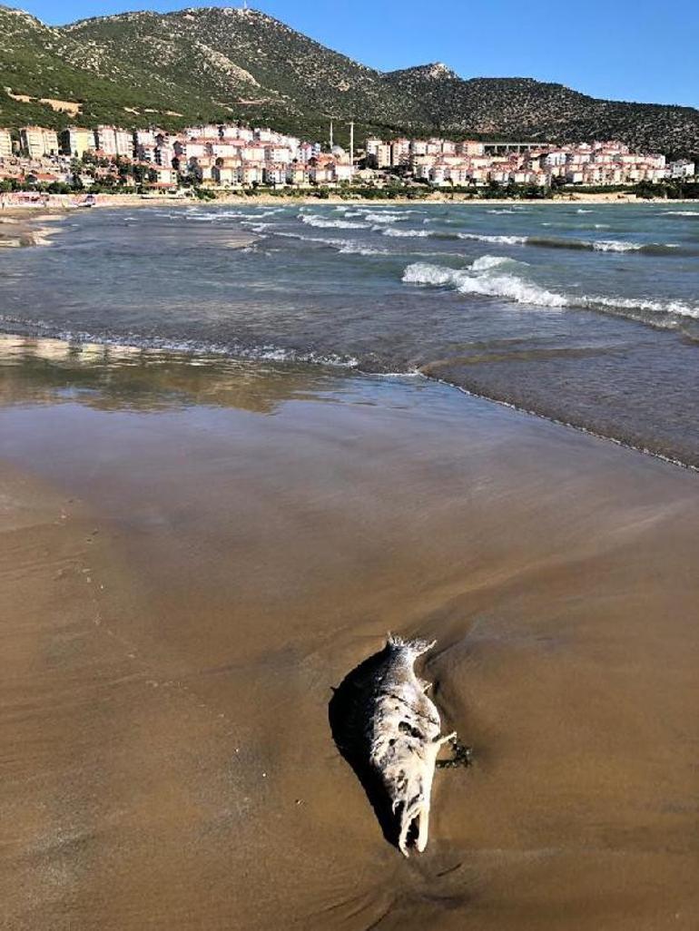 Su kaynaklarında siyanobakteri tehlikesi Bırakın içmeyi tarımda bile...