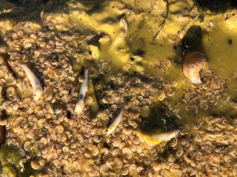 Su kaynaklarında siyanobakteri tehlikesi Bırakın içmeyi tarımda bile...