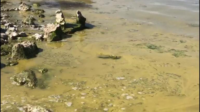 Su kaynaklarında siyanobakteri tehlikesi Bırakın içmeyi tarımda bile...