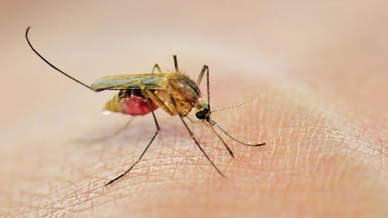 Yunanistan alarm verdi... Türkiye için sivrisinek uyarısı geldi