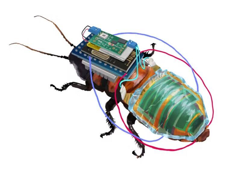 You won't believe your eyes... They turned live cockroaches into robots
