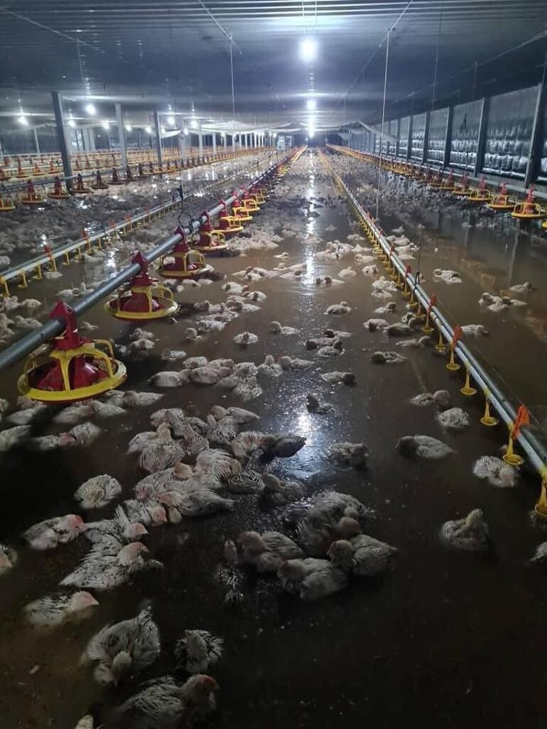 Flooding in Thailand caused disaster: 140,000 chickens perished