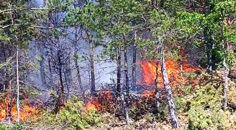 İzmir'in Çeşme ilçesinde ve Tokat'ta orman yangını