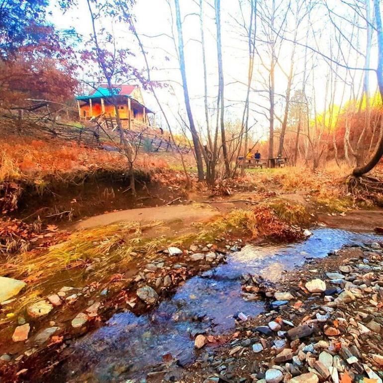 He rolled up his sleeves and entered the garden Olives from Gökçe…