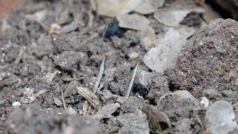 Assos Ören Yerinde amfora içinde 1600 yıllık balık kılçığı ve pulları bulundu