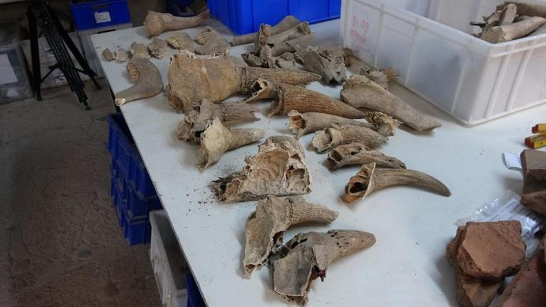 Assos Ören Yerinde amfora içinde 1600 yıllık balık kılçığı ve pulları bulundu