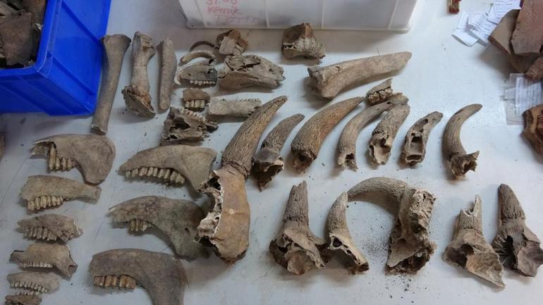 Assos Ören Yerinde amfora içinde 1600 yıllık balık kılçığı ve pulları bulundu