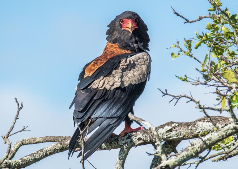 ‘Record holder bird’ is in Turkey! Migration route came under attack